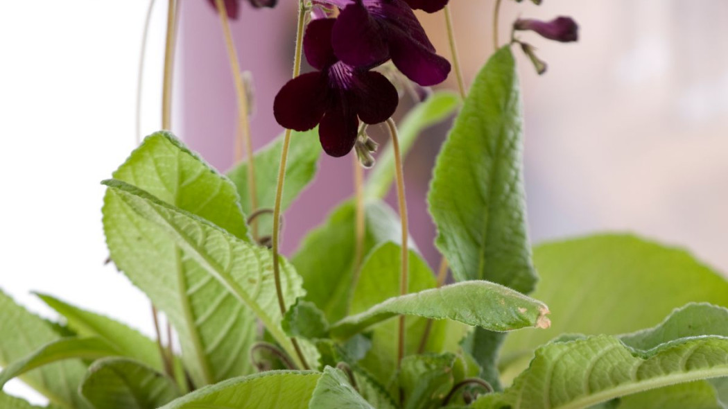 Skretnik Streptocarpus, fot. floradania.dk