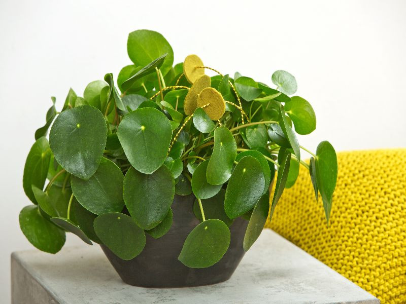 Pilea