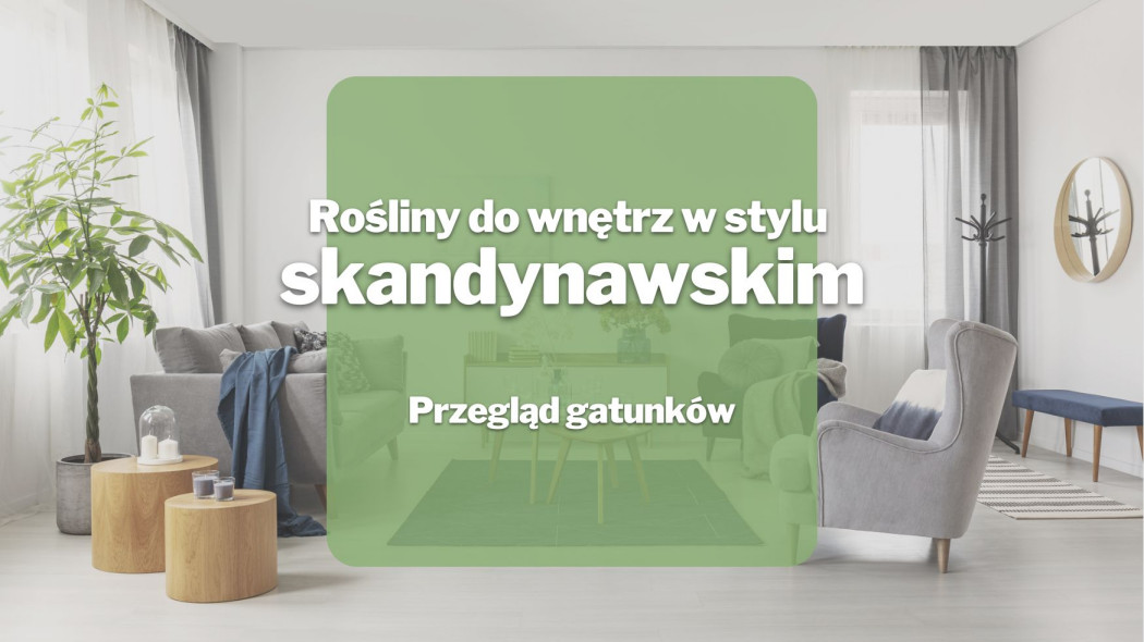 Rosliny do wnetrz w stylu skandynawskim_Przeglad gatunkow