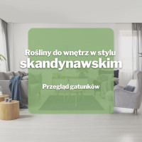 Kwiaty do wnętrz w stylu skandynawskim | Lista roślin