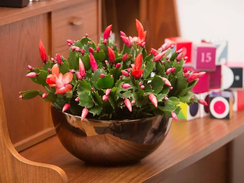 Szlumbergera