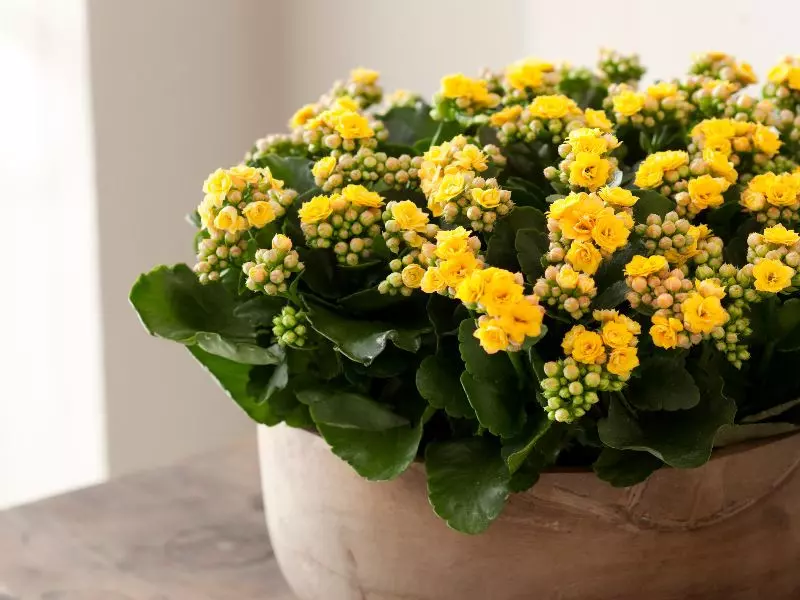 Kalanchoe