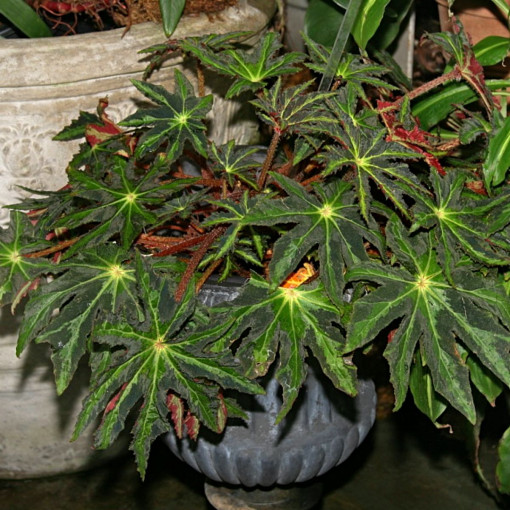 Begonia barszczolistna