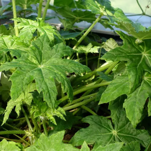 Begonia barszczolistna