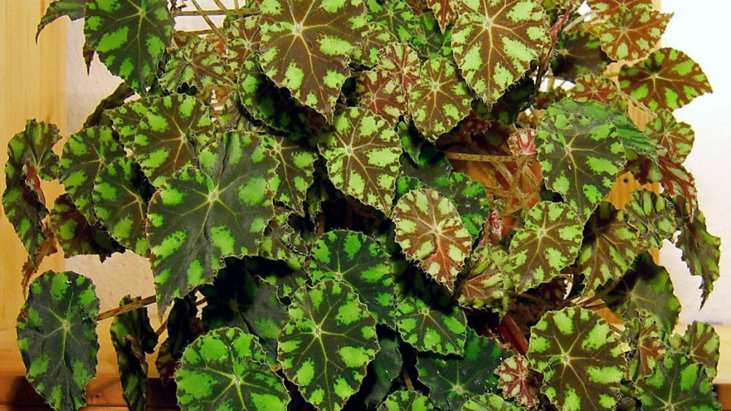 Begonia Bowera bowerae, fot. Wildfeuer (CC BY-SA 3.0) Wikimedia