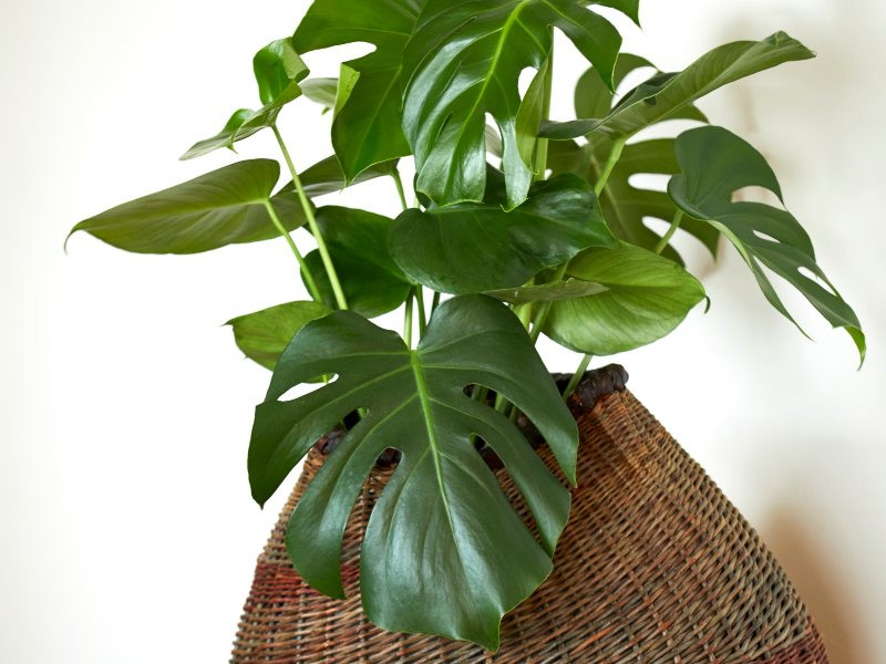 Monstera 