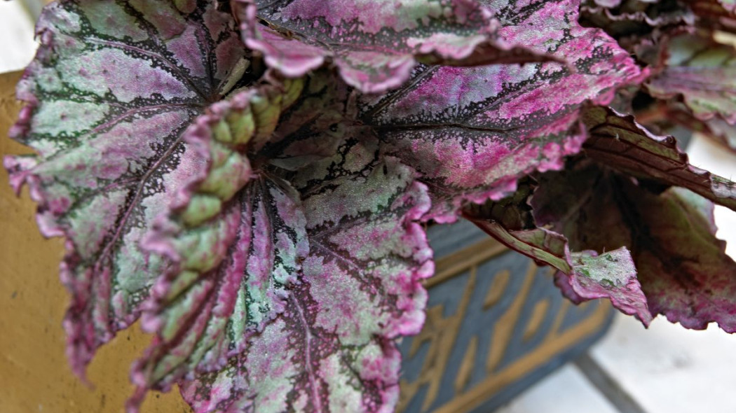 Begonia Rex, fot. Thejoyofplants.co.uk