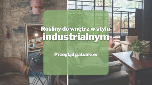 Rośliny do wnętrz w stylu industrialnym | Przegląd gatunków