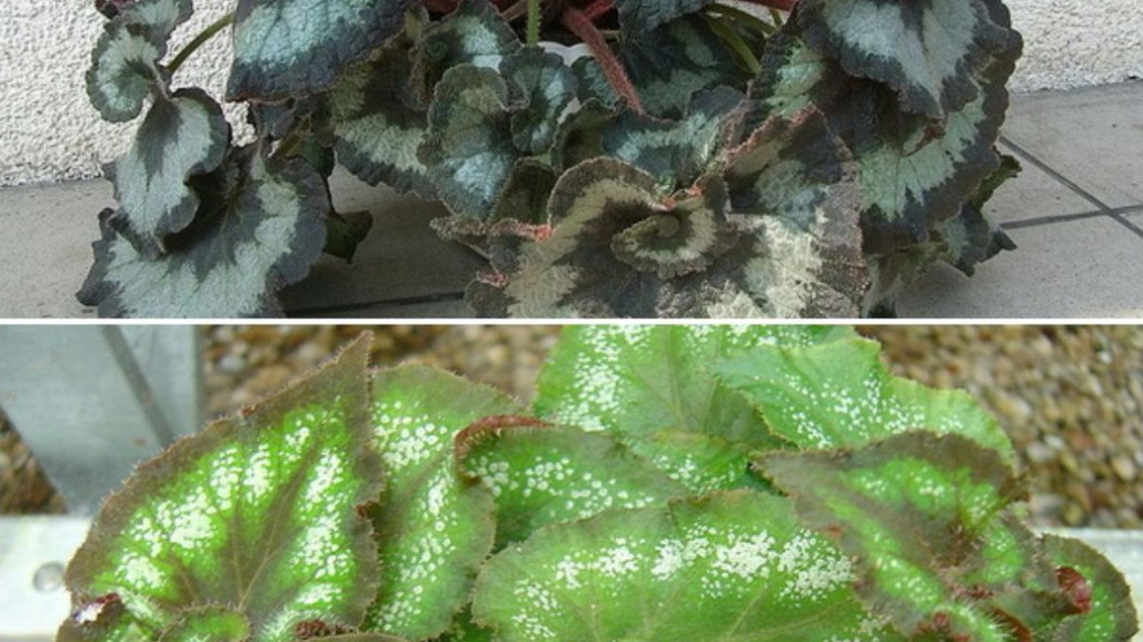 Begonia krolewska rex Escargot i Comtesse Louise Erdody, fot. Wikimedia