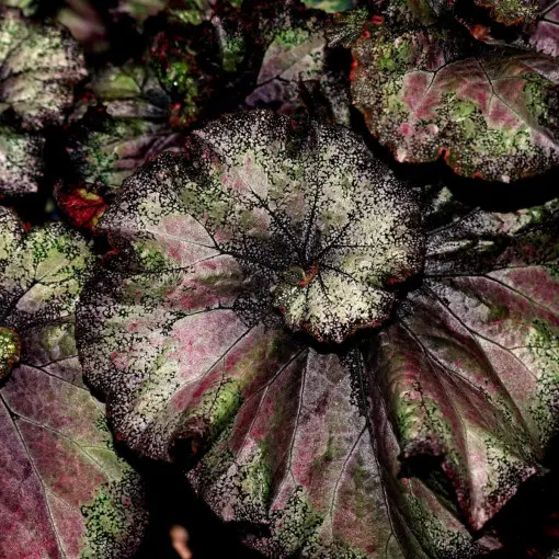 Begonia królewska