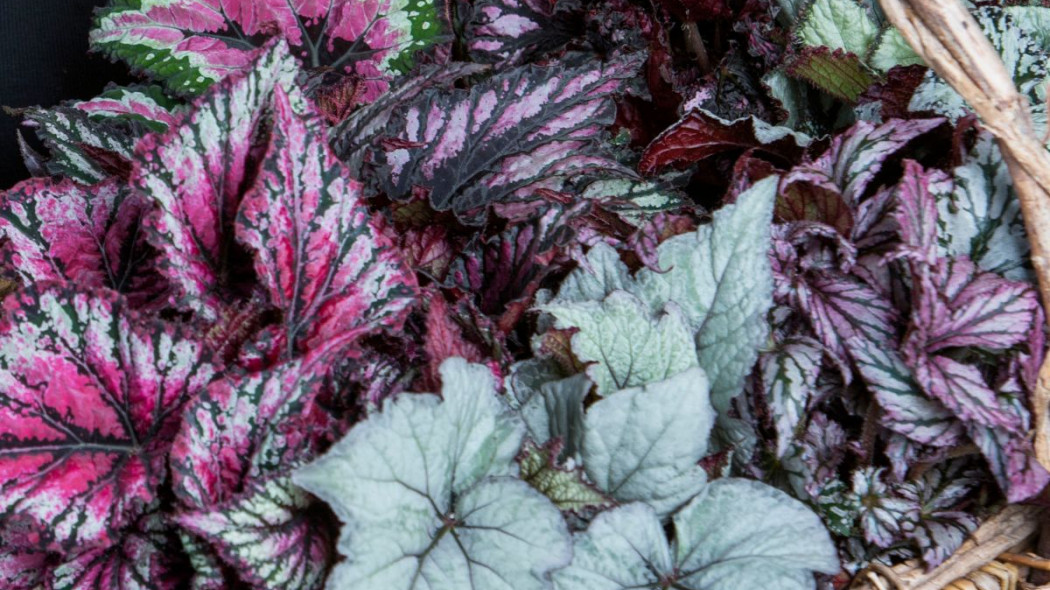 Begonia krolewska Begonia rex, fot. Floradania.dk