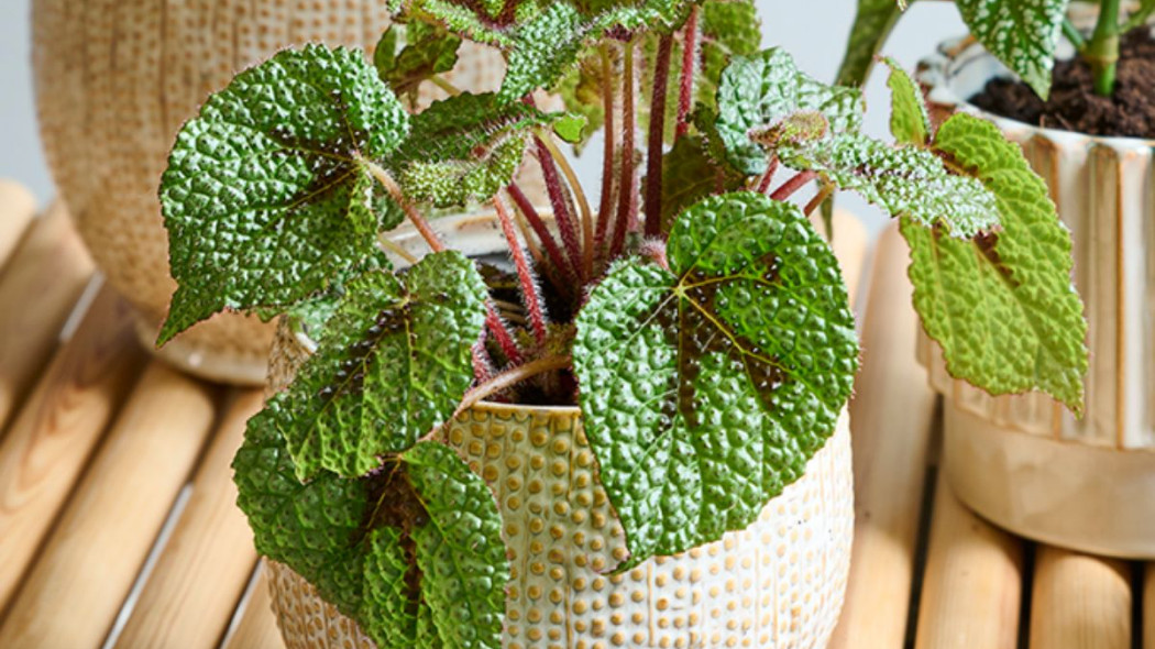 Begonia Masona, fot. Floradania.dk