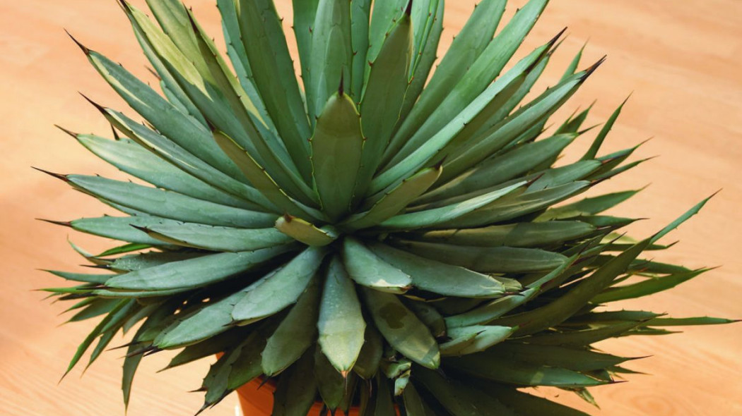 Agawa agave macroacantha