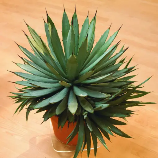 Agawa