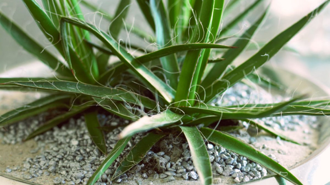 Agawa agave filifera