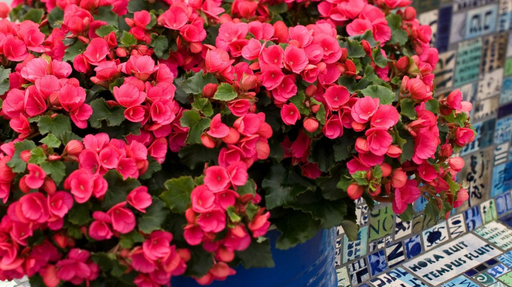 Begonia Elatior Grp