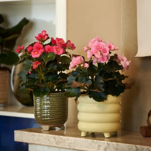 Begonia zimowa / Begonia elatior