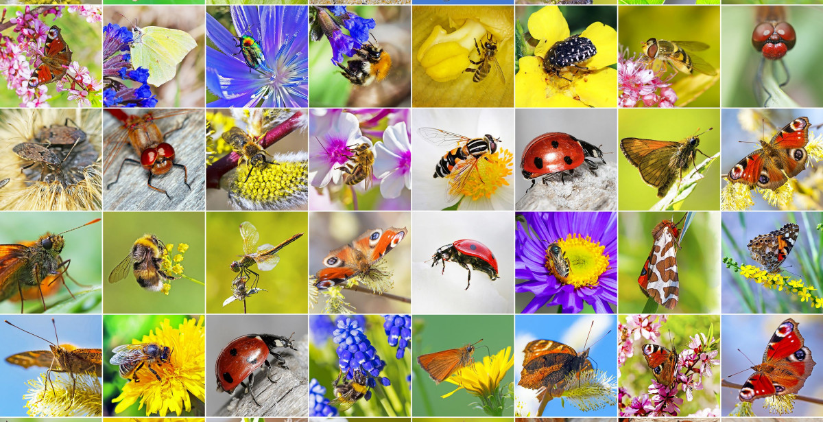 Pożyteczne owady w ogrodzie | Jak je zwabić? Jak o nie dbać?