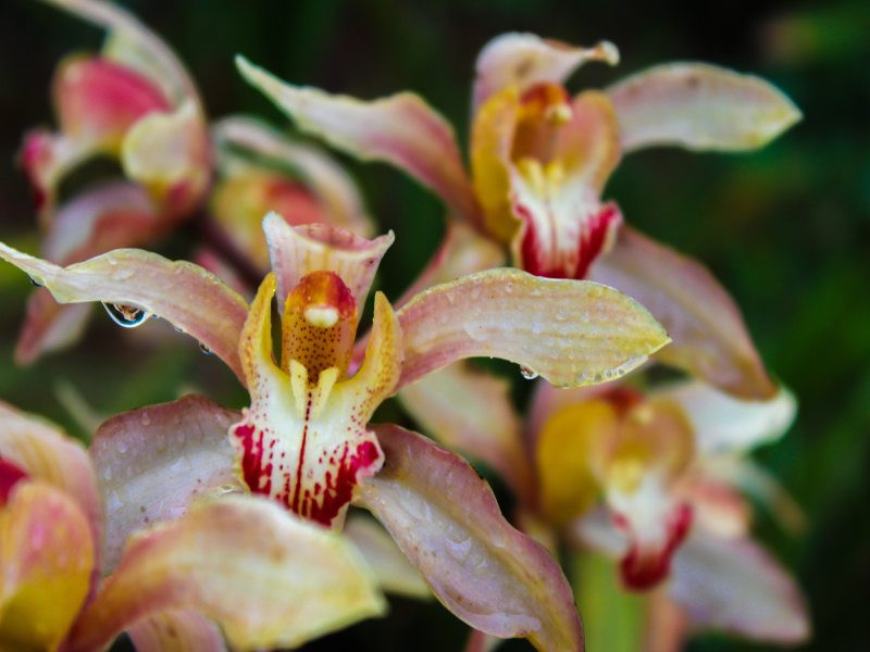 Cymbidium