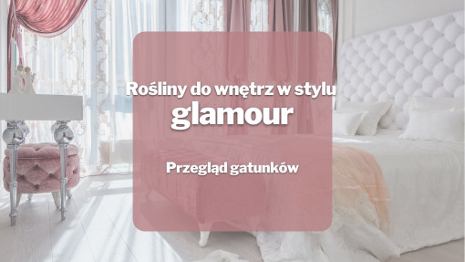 Rośliny do wnętrz w stylu glamour | Przegląd gatunków