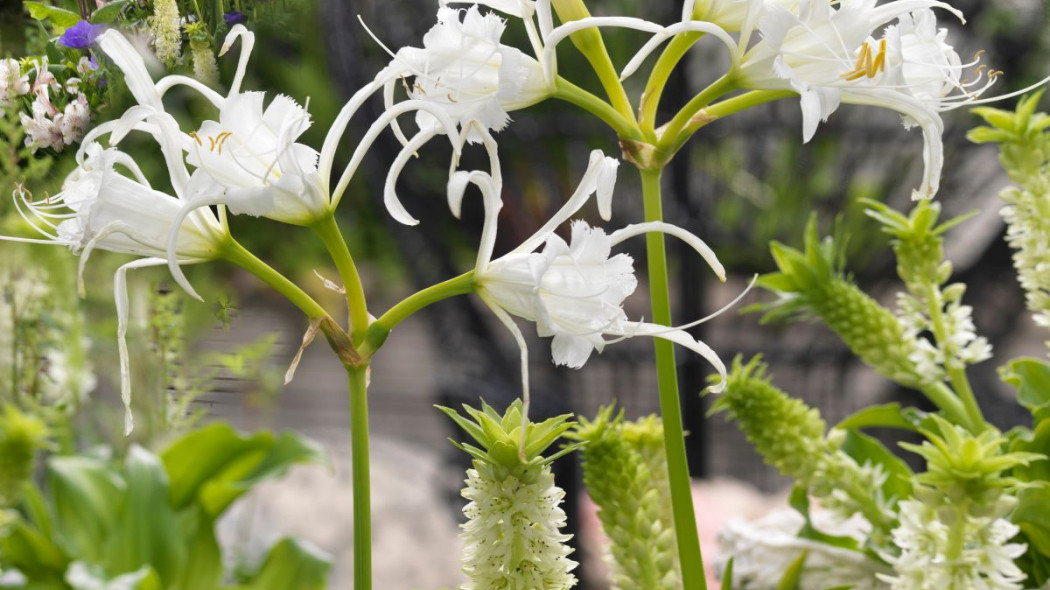 Blonczatka Hymenocallis, fot. iBulb