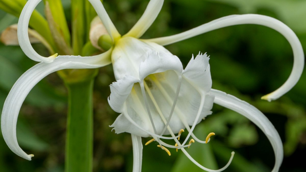 Blonczatka Hymenocallis, fot. iBulb