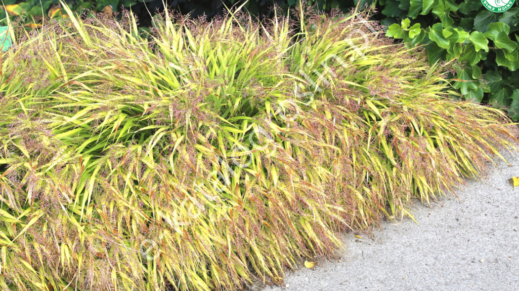 hakonechloa smukła Hakonechloa Fot. Grzegorz Falkowski ZSzP