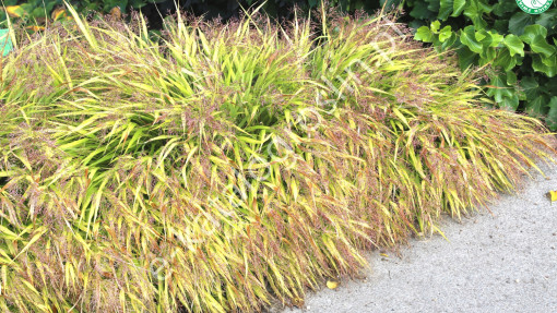 Hakonechloa smukła 'All Gold'