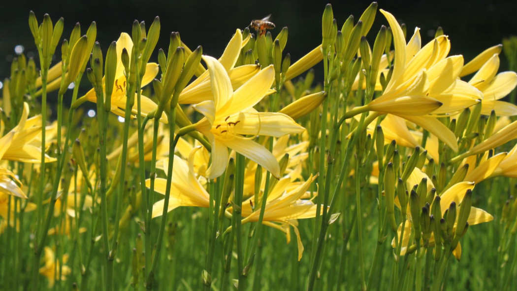 Hemerocallis lilioasphodelus, fot. Col Ford and Natasha de Vere (CC BY 2.0) - Flickr