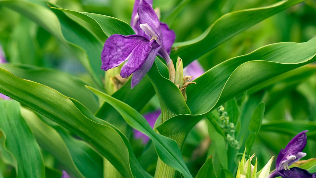 Roskea Roscoea