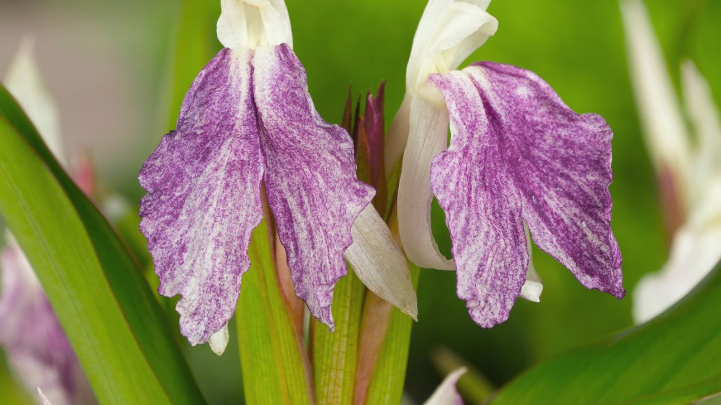 Roskea Roscoea