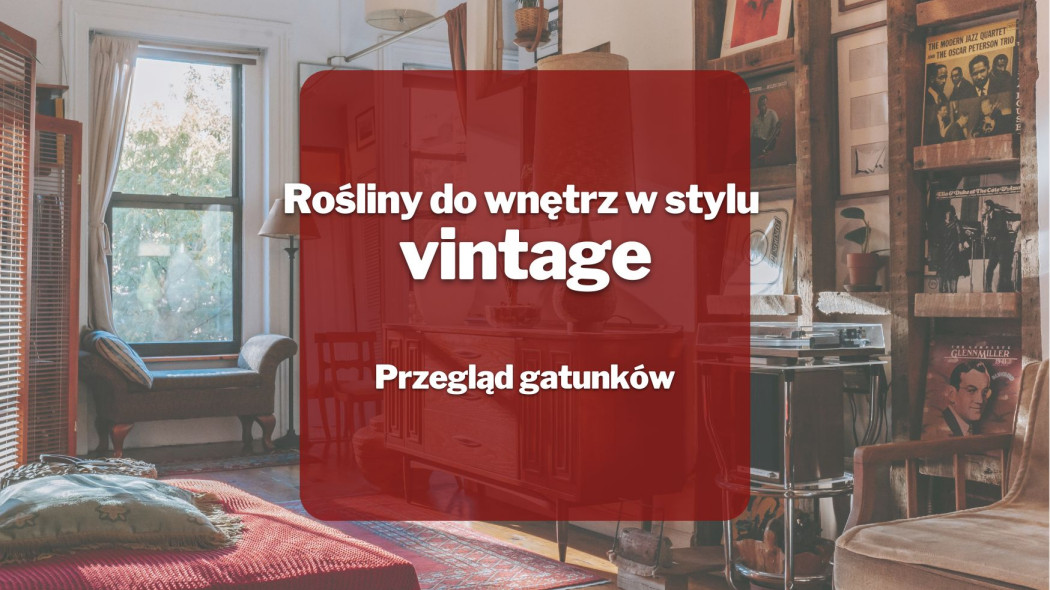 Rosliny do wnetrz w stylu vintage_Przeglad gatunków