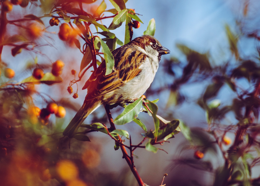 owoce dla ptaków - sprawdź co ptaki jedzą zimą fot. wal_172619 Pixabay