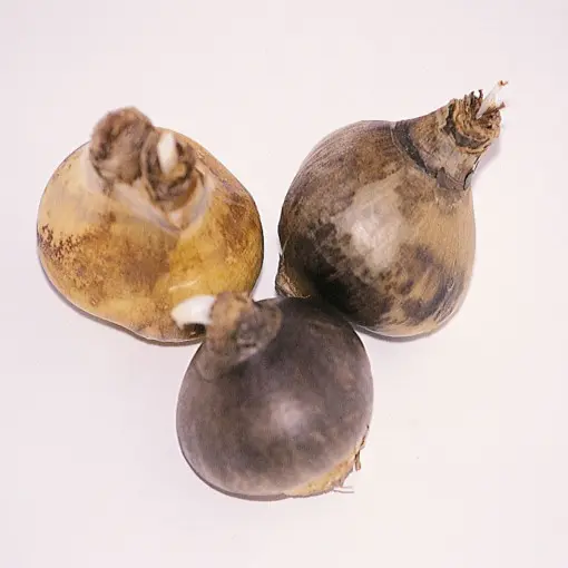 Sternbergia żółta