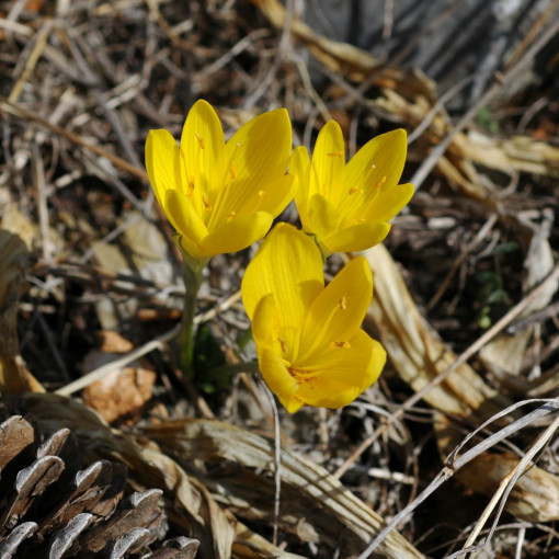 Sternbergia żółta