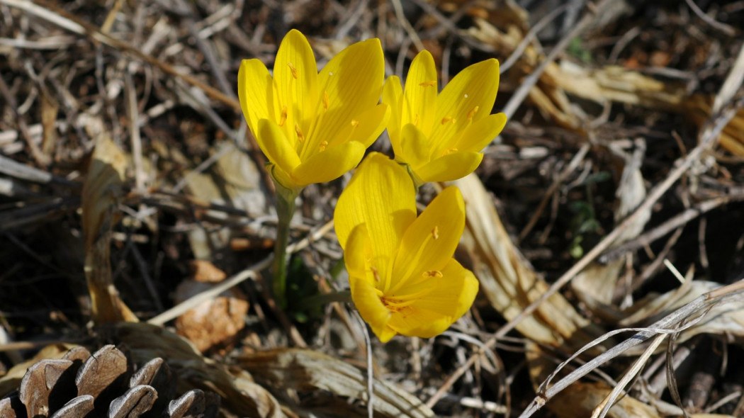 Sternbergia zolta Sternbergia lutea, fot. PLAKLE (CC BY-SA 4.0) - Wikimedia