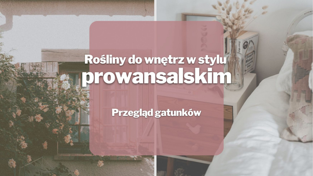 Rosliny do wnetrz w stylu prowansalskim _Przeglad gatunkow