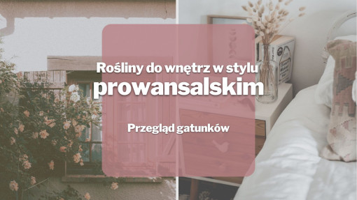 Rośliny do wnętrz w stylu prowansalskim | Przegląd gatunków