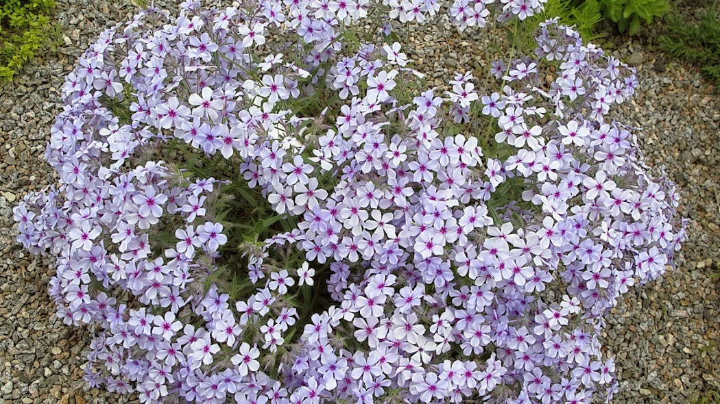 Phlox divaricata, fot. Cephas (CC BY-SA 3.0) Wikimedia