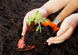 Przygotowanie gleby pod uprawę warzyw | Jak stworzyć położe idealne?