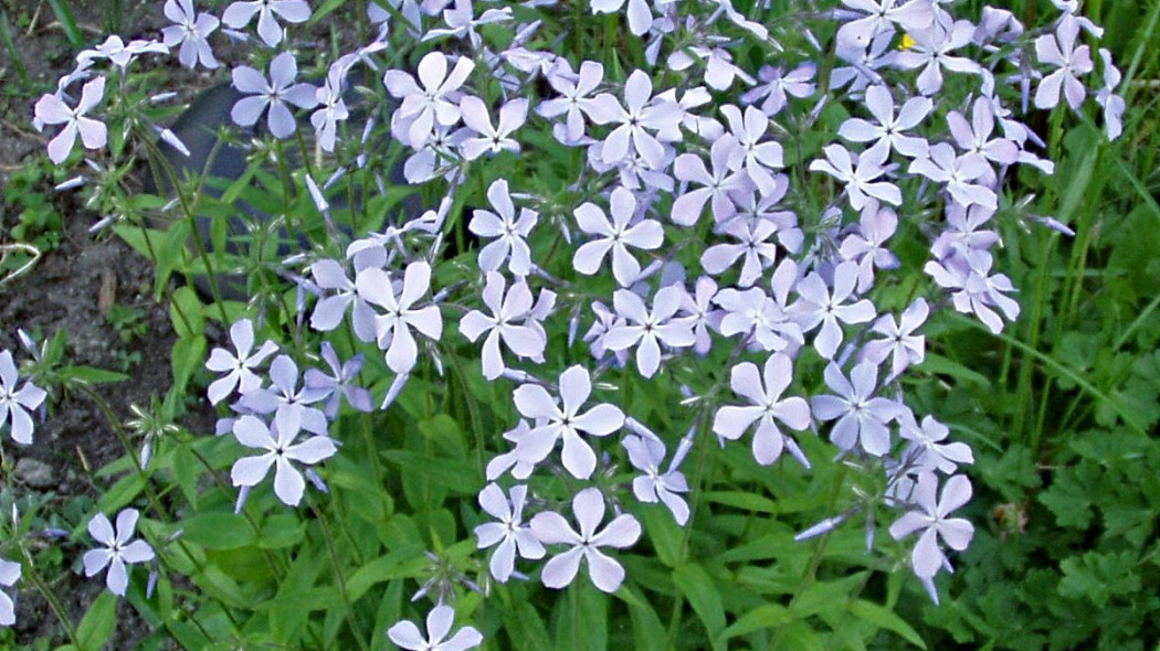 Phlox divaricata, fot. (CC BY-SA 3.0) - Wikimedia