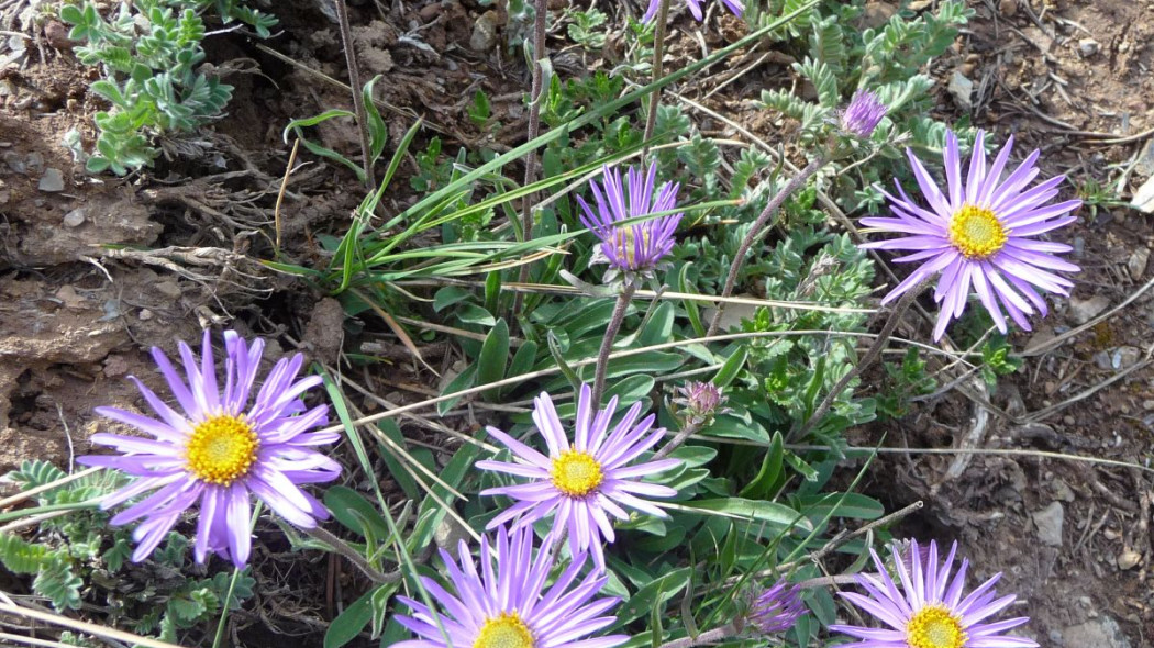 Aster alpejski Aster alpinus