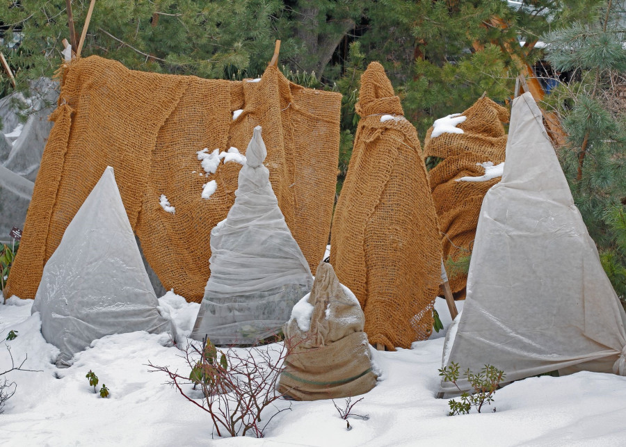 Zimowanie krzewów - ochrona przez mrozem fot. Iuliia Oleinik - Dreamstime