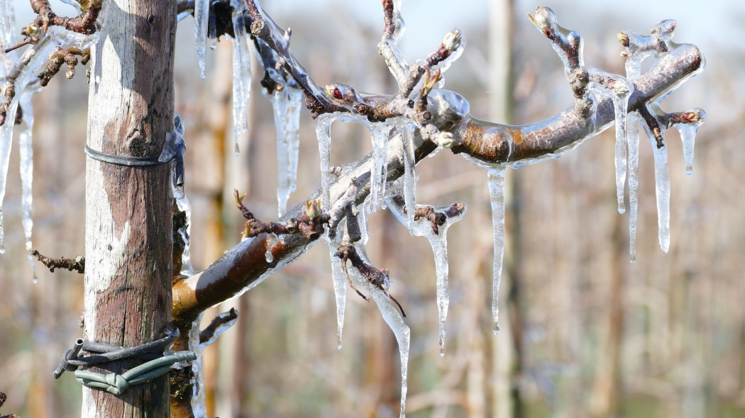 Zimowanie drzewek owocowych fot. StudioKleurrijk - Pixabay