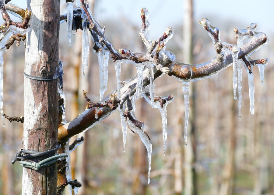 Zimowanie drzewek owocowych fot. StudioKleurrijk - Pixabay