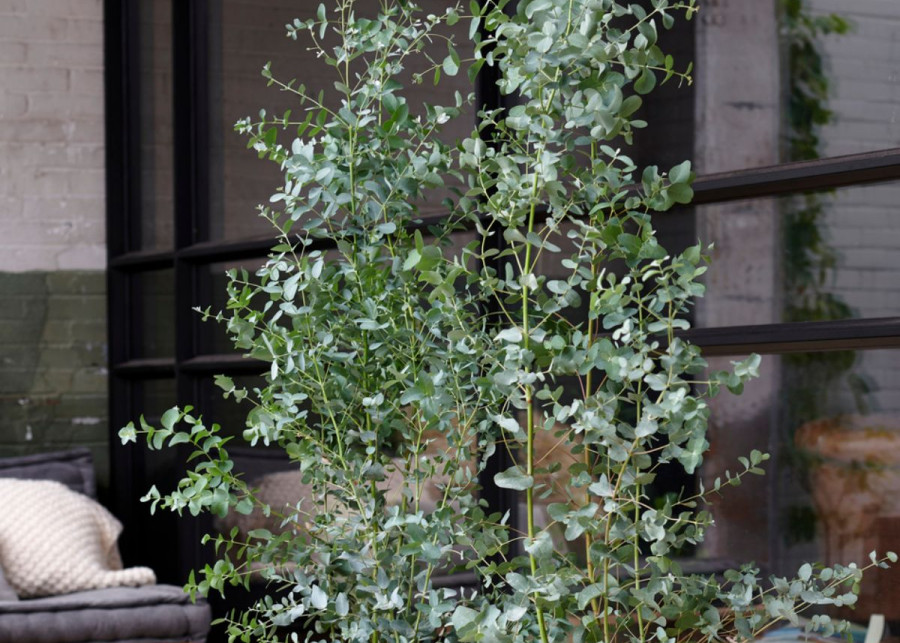 Eukaliptus Gunna, fot. Floradania.dk