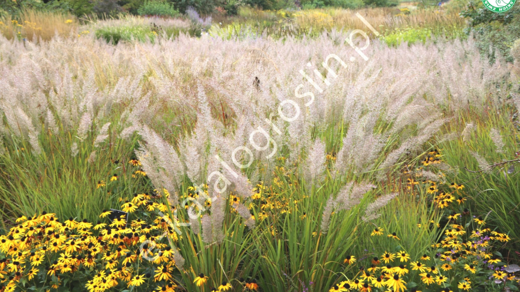 trzcinnik krótkowłosy Calamagrostis brachytricha fot. Grzegorz Falkowski ZSzP