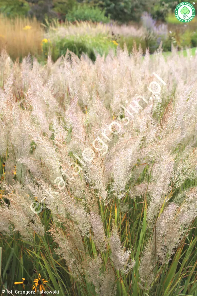 trzcinnik krótkowłosy Calamagrostis brachytricha fot. Grzegorz Falkowski