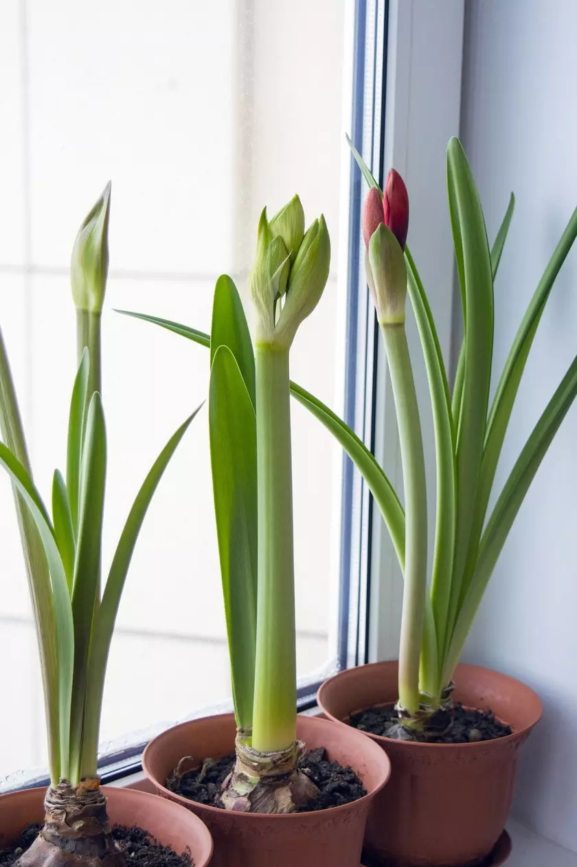 Hippeastrum przed kwitnieniem