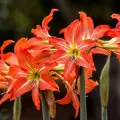 Dlaczego hippeastrum nie kwitnie? Błędy w uprawie